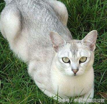 《福布斯》世界10大名贵猫，你知道几个？