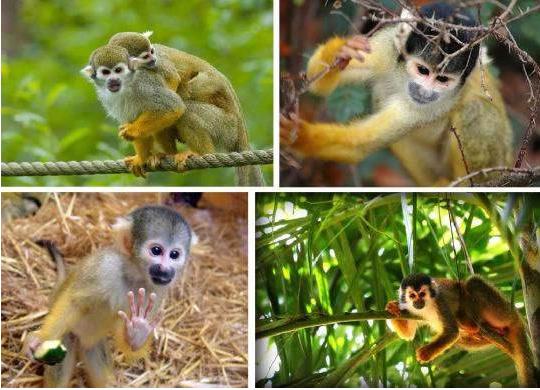 我们为什么是右撇子？这就要从200万年前找答案了！