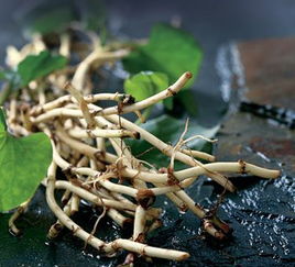 农村一种草，称天然的抗生素，可以消除各种炎症！