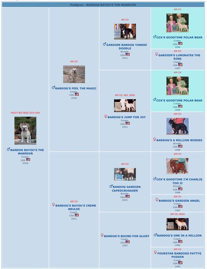 美国西敏寺犬展金毛,美国西敏寺博美犬展