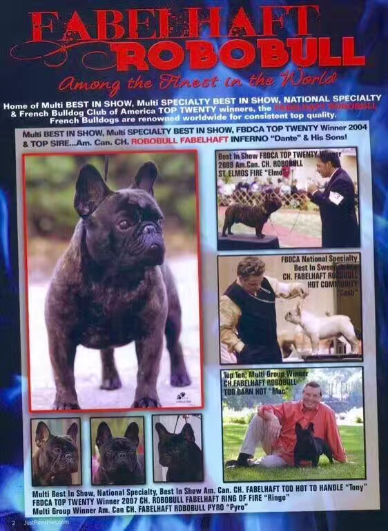 美国西敏寺犬展金毛,美国西敏寺博美犬展