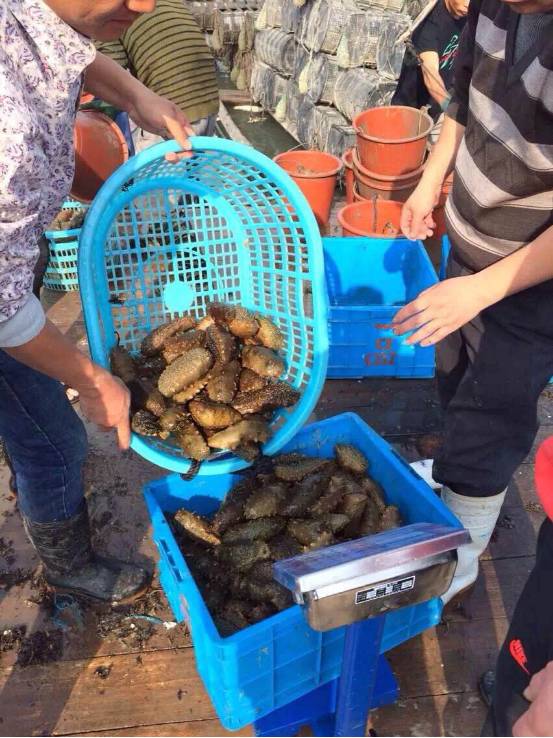 大连鲜参多少钱一斤,霞浦鲜海参价格