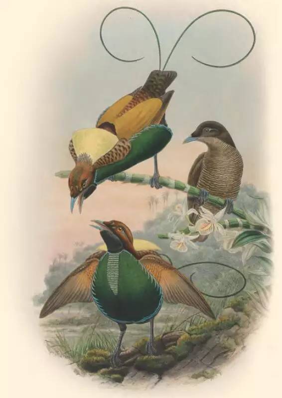 那些惊艳的鸟儿,那些绝美的鸟