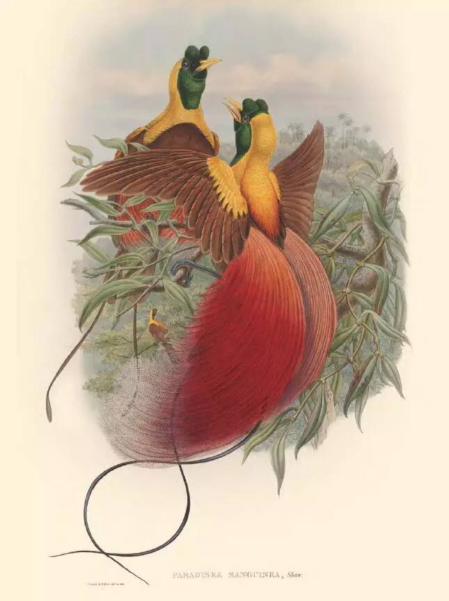 那些惊艳的鸟儿,那些绝美的鸟