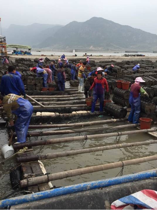 大连鲜参多少钱一斤,霞浦鲜海参价格