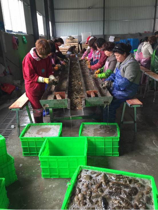 大连鲜参多少钱一斤,霞浦鲜海参价格