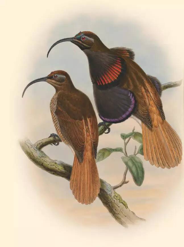 那些惊艳的鸟儿,那些绝美的鸟