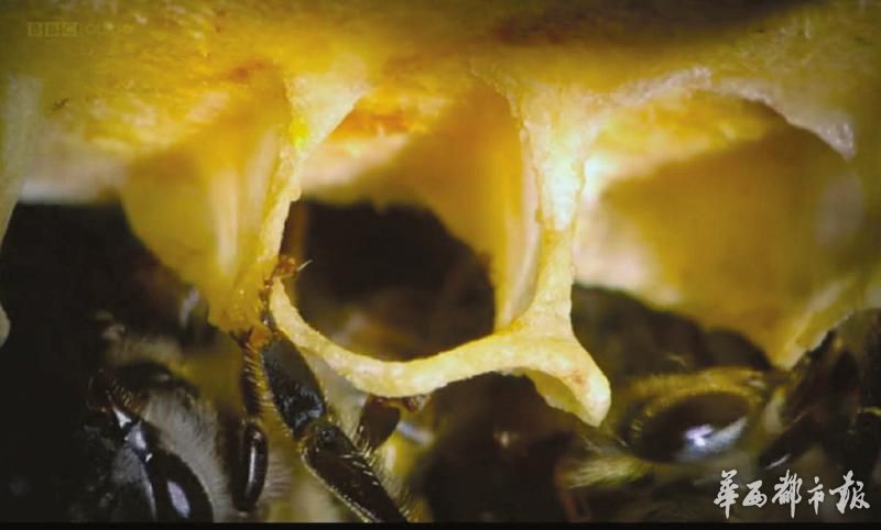 舌尖上的甜蜜探馆,舌尖上的甜蜜