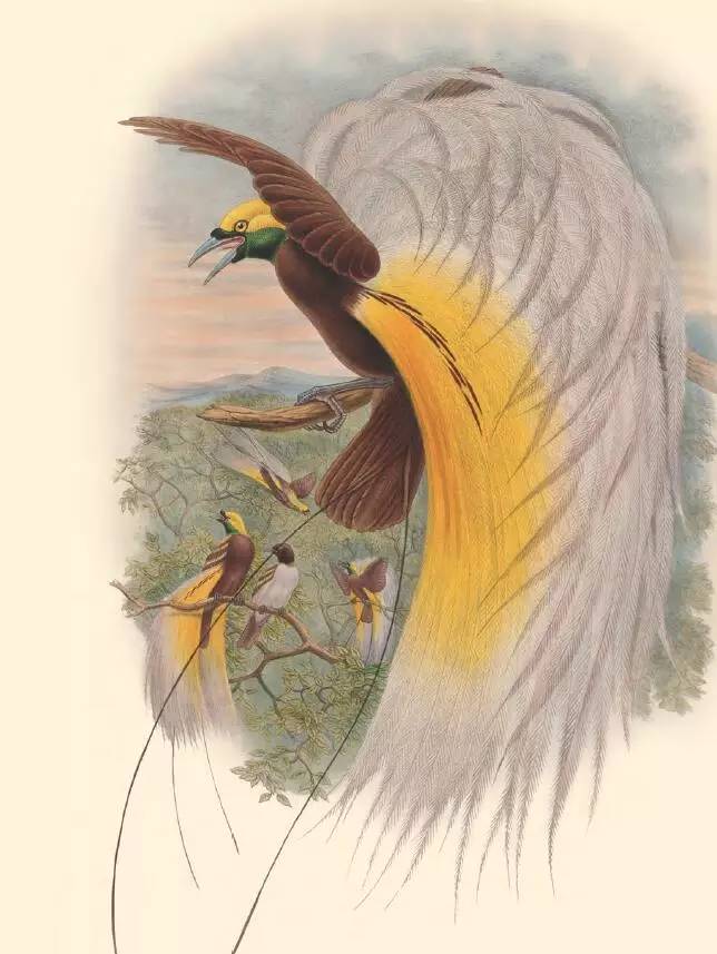 那些惊艳的鸟儿,那些绝美的鸟