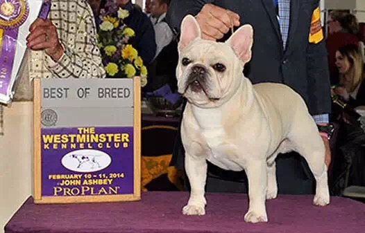 美国西敏寺犬展金毛,美国西敏寺博美犬展