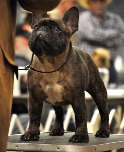 美国西敏寺犬展金毛,美国西敏寺博美犬展