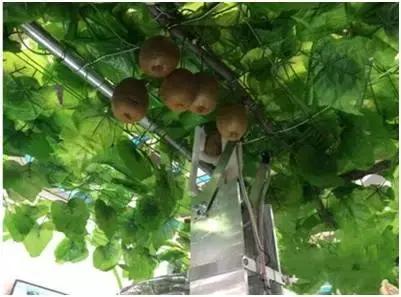 猕猴桃新品种种植前景,猕猴桃最近有什么新品种