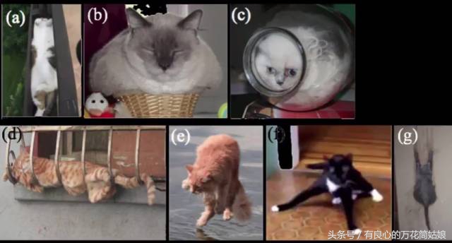 摸活鳄鱼影响人赌博意愿？科学告诉你答案