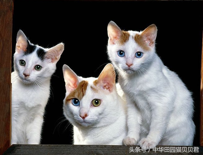 《福布斯》世界10大名贵猫，你知道几个？