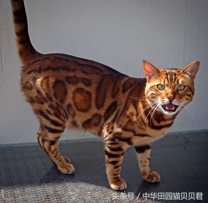 《福布斯》世界10大名贵猫，你知道几个？