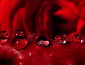 玫瑰精油和山茶花精油哪种好,教你认识花草