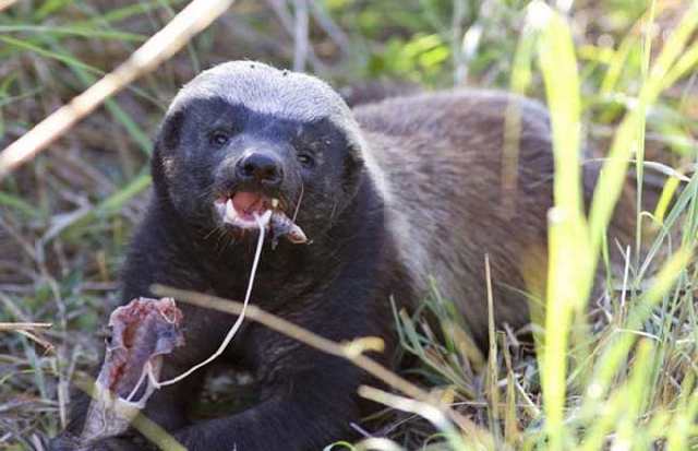 非洲平头哥（蜜獾）教你如何行走江湖！