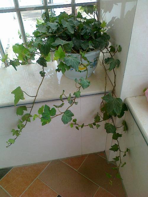 厕所里水蒸气吸进肺里严重吗,厕所臭气吸到身体里了会消失吗