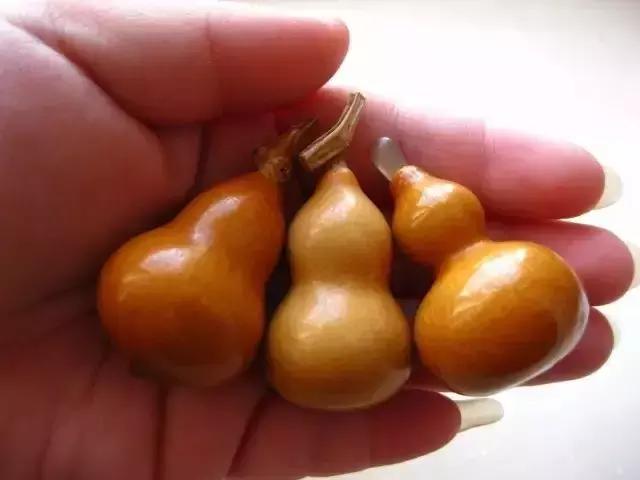 手捻葫芦室内阳台可以种吗,手捻葫芦几月份种好