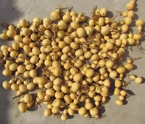 手捻葫芦室内阳台可以种吗,手捻葫芦几月份种好