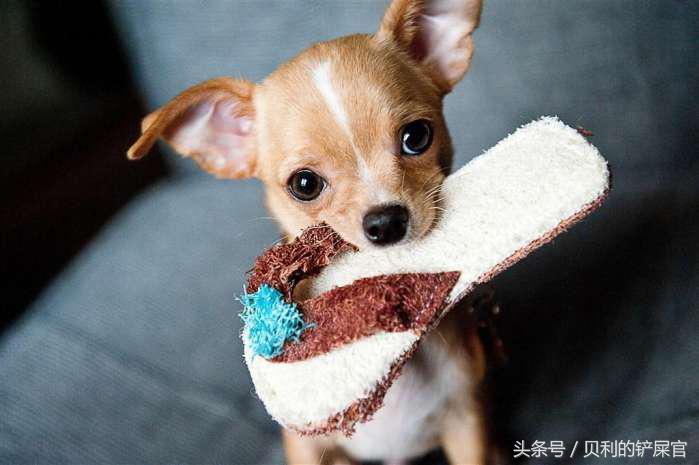 狗狗发情了，你可能需要知道这几点