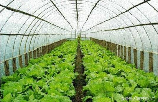 农村创业好项目,农村创业好项目投资少见效快