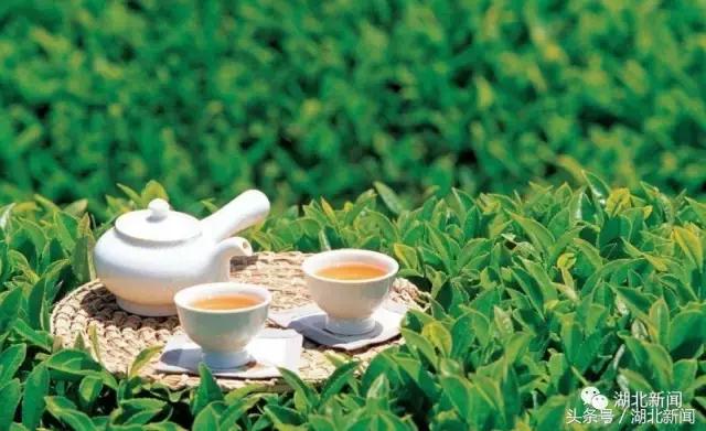 恩施毛尖茶大全,恩施毛尖茶哪家最好