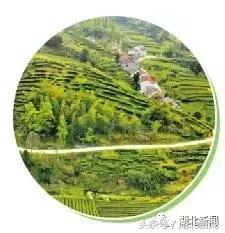 恩施毛尖茶大全,恩施毛尖茶哪家最好