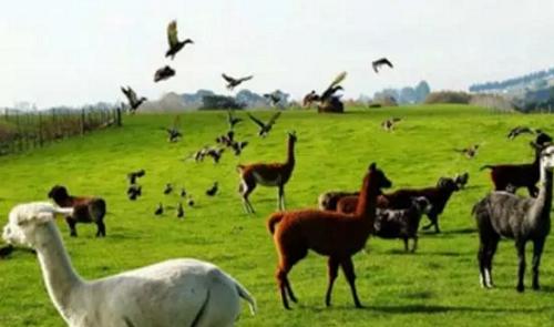 励志的农场名字,有趣的农场名字