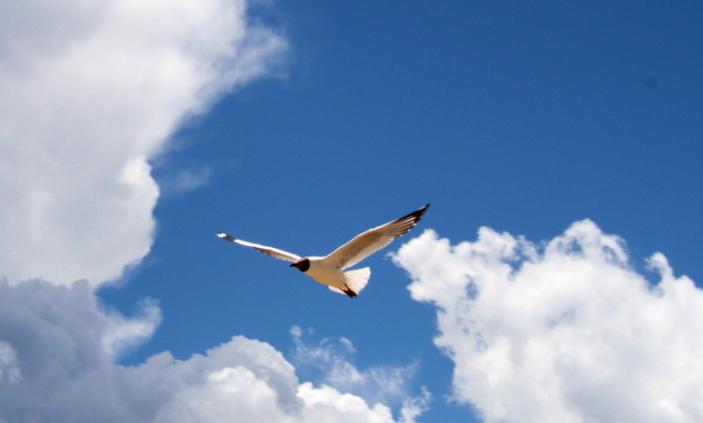 你还知道哪些鸟类的特殊本领呢,鸟类的味觉器官是哪