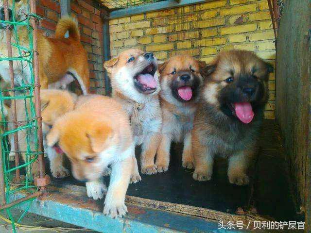 狗狗发情了，你可能需要知道这几点