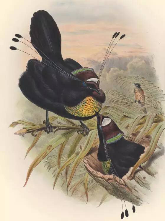 那些惊艳的鸟儿,那些绝美的鸟