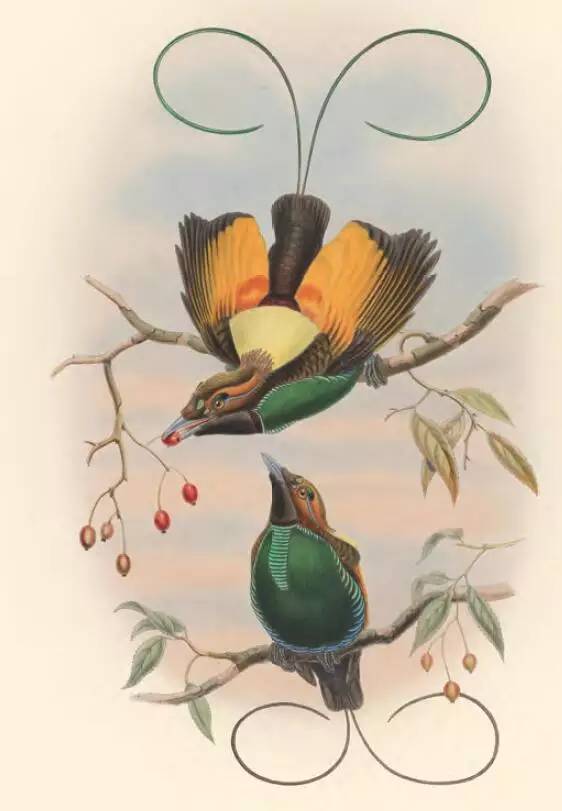 那些惊艳的鸟儿,那些绝美的鸟