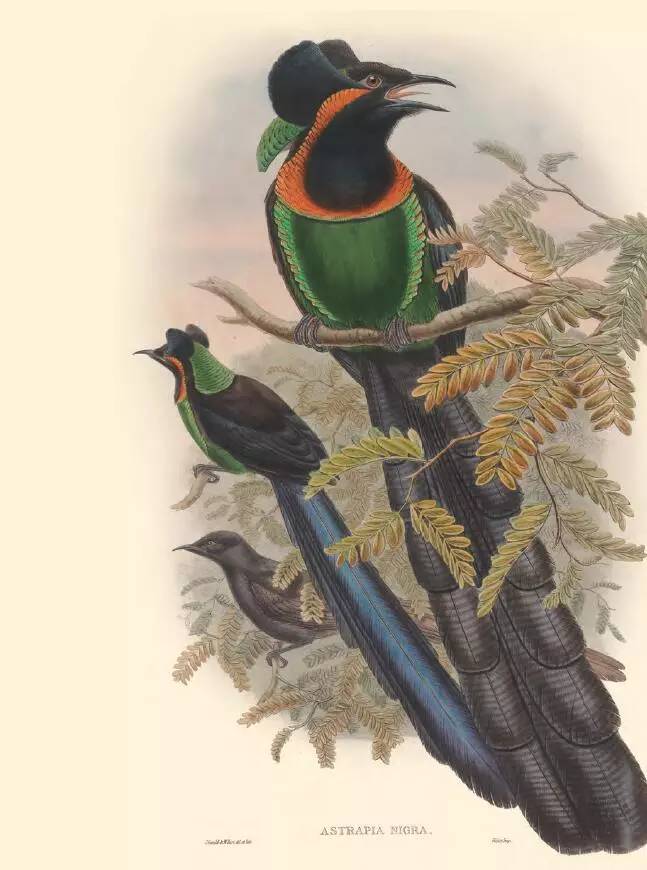 那些惊艳的鸟儿,那些绝美的鸟