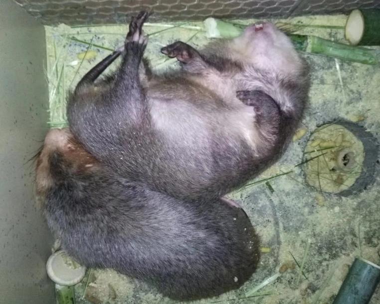 养殖竹鼠常见的精料和粗料,竹鼠养殖技术