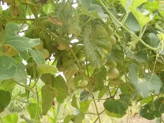 手捻葫芦室内阳台可以种吗,手捻葫芦几月份种好