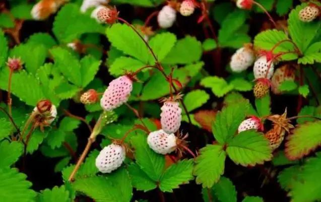 四川广元哪里最美,广元最惊艳的地方