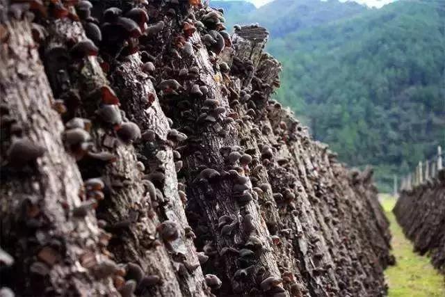 四川广元哪里最美,广元最惊艳的地方