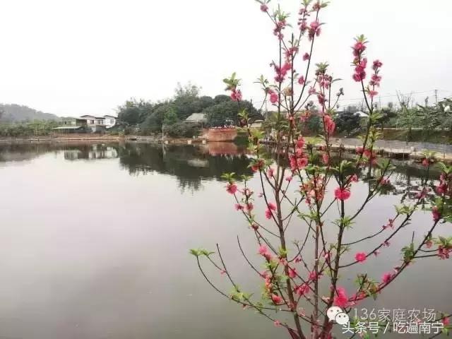 南宁十大最美农家乐推荐,南宁周边烧烤野炊前十排行