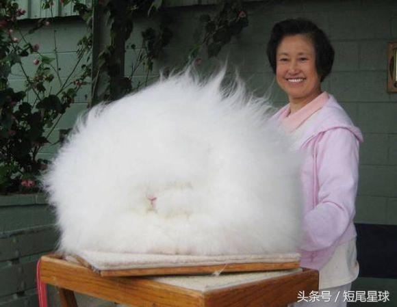 兔子的11个令人惊讶的事实,猜兔子的谜语有哪些