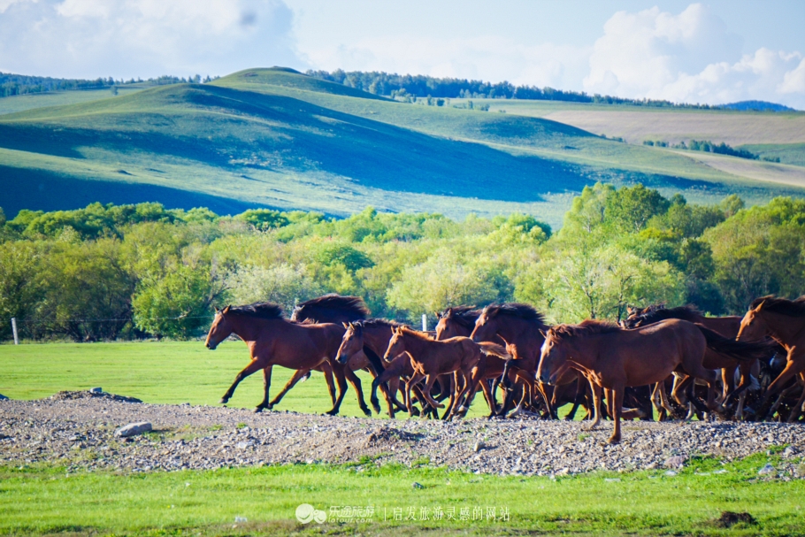 三河马的血统有哪些,三河马是怎么诞生的