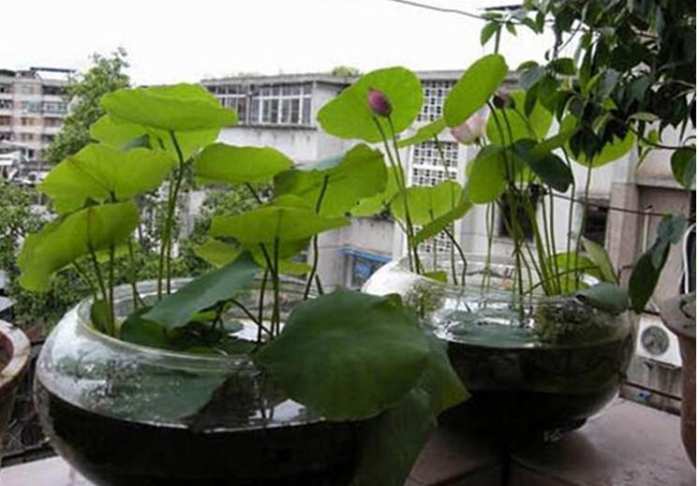 碗莲的种植方法盆栽,碗莲盆栽种植方法和关注事项