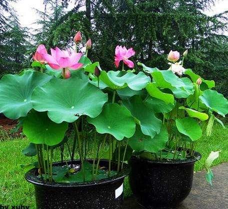 莲藕怎么能养成荷花,莲藕放水里可以长成荷花吗