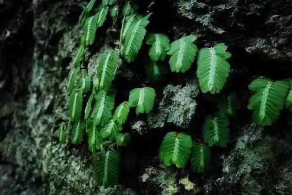 广西地质公园有哪些,广西超美景点