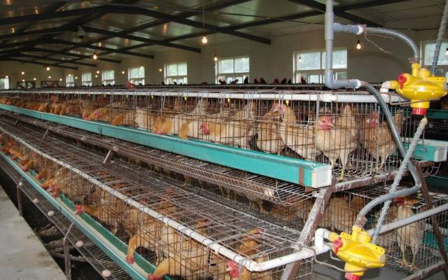 鸡群出现大面积死亡有哪些原因,鸡群突然死亡