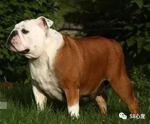 一梦谈狗：英牛那么丑，价格又贵，为什么还有那么多人养？