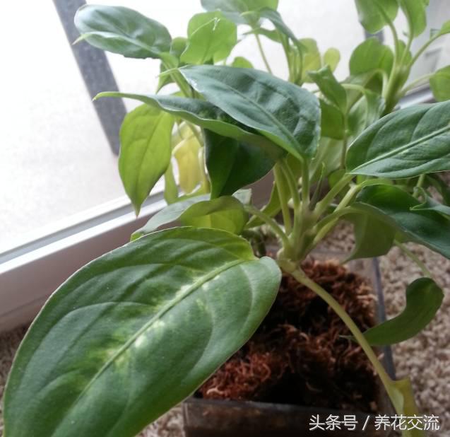薄荷盆栽叶子变黄怎么回事,盆栽芦荟叶子变黄怎么办