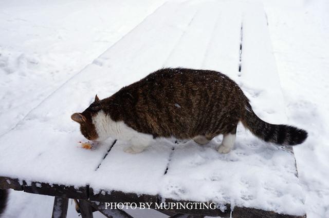 俄罗斯人的彪悍行为,俄罗斯人的性格有多彪悍