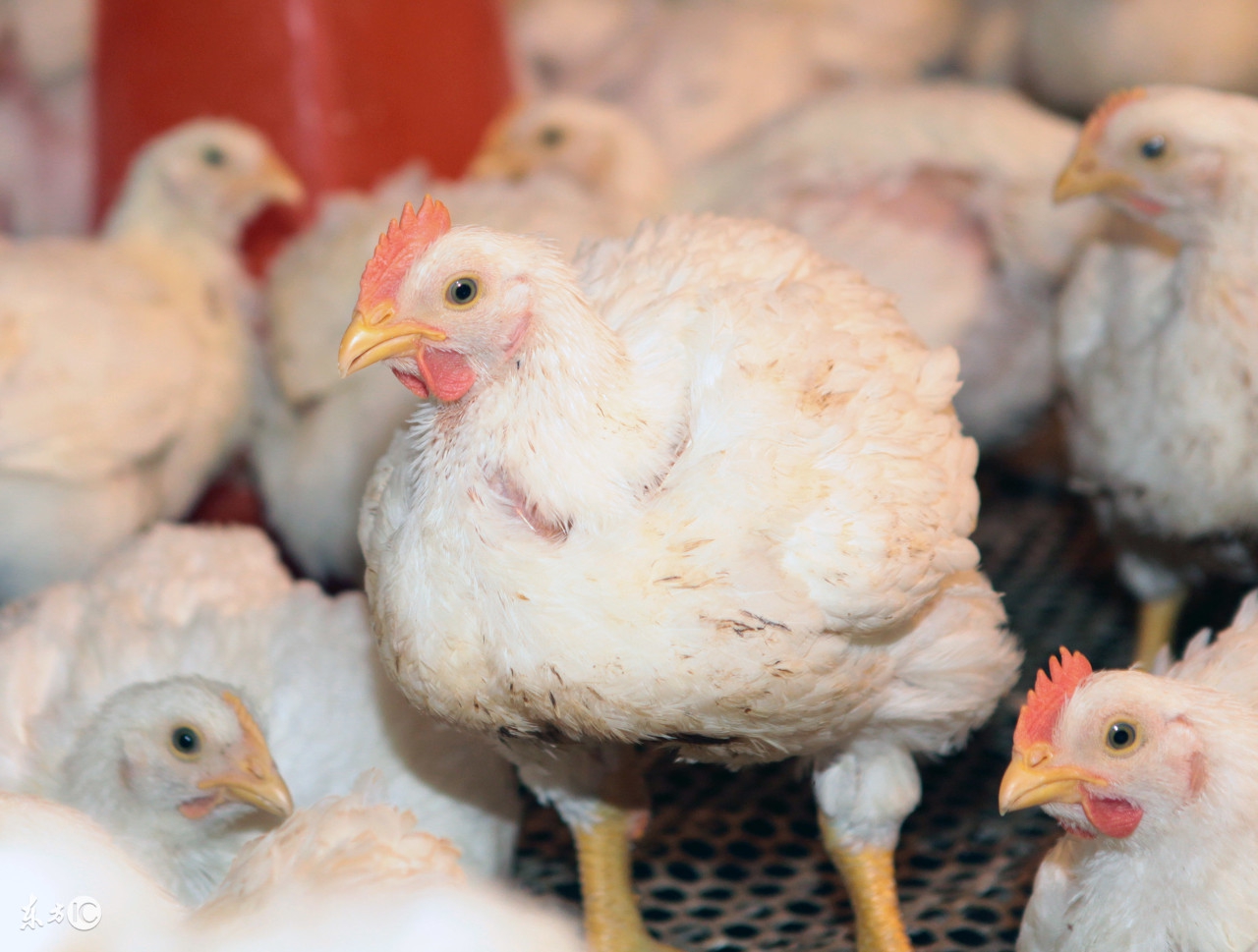 鸡舍湿度60可以吗,鸡舍湿度探头怎么调