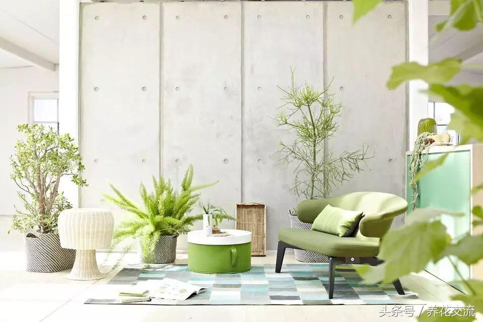 薄荷盆栽叶子变黄怎么回事,盆栽芦荟叶子变黄怎么办